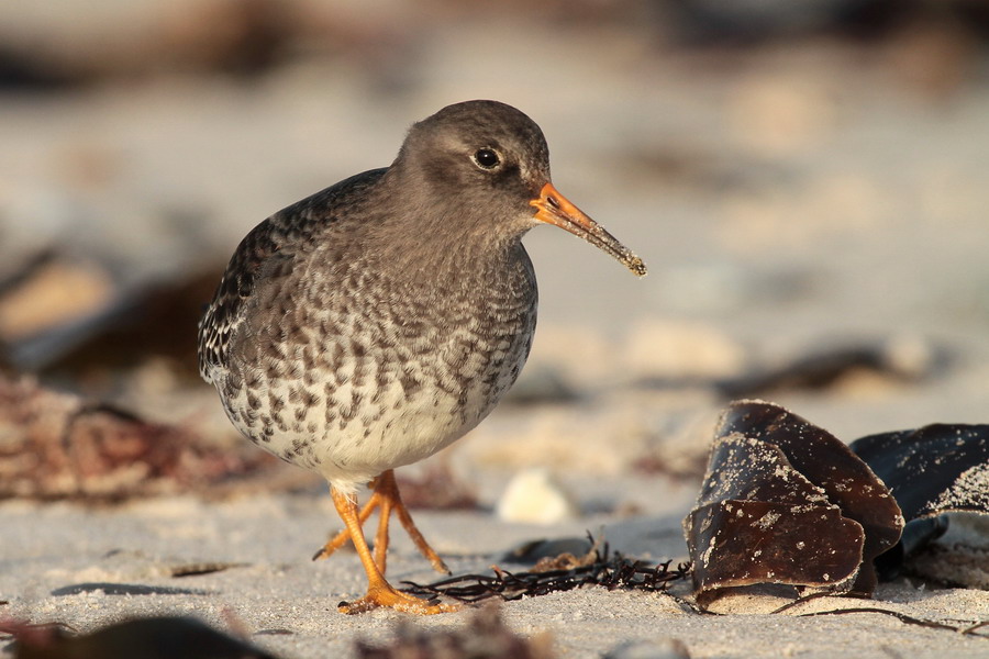 Meerstrandlaeufer ( Calidris maritima )