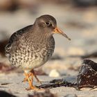 Meerstrandlaeufer ( Calidris maritima )