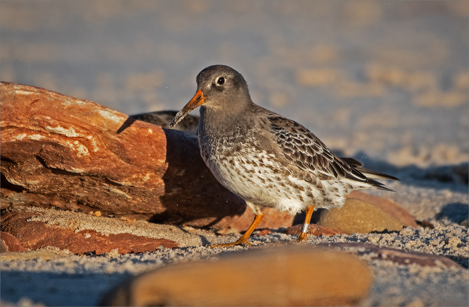 Meerstrandläufer   -   Calidris maritima