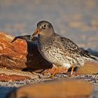 Meerstrandläufer   -   Calidris maritima