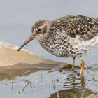 Meerstrandläufer (Calidris maritima)