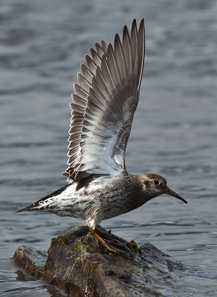 Meerstrandläufer (Calidris maritima)