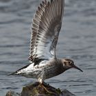 Meerstrandläufer (Calidris maritima)