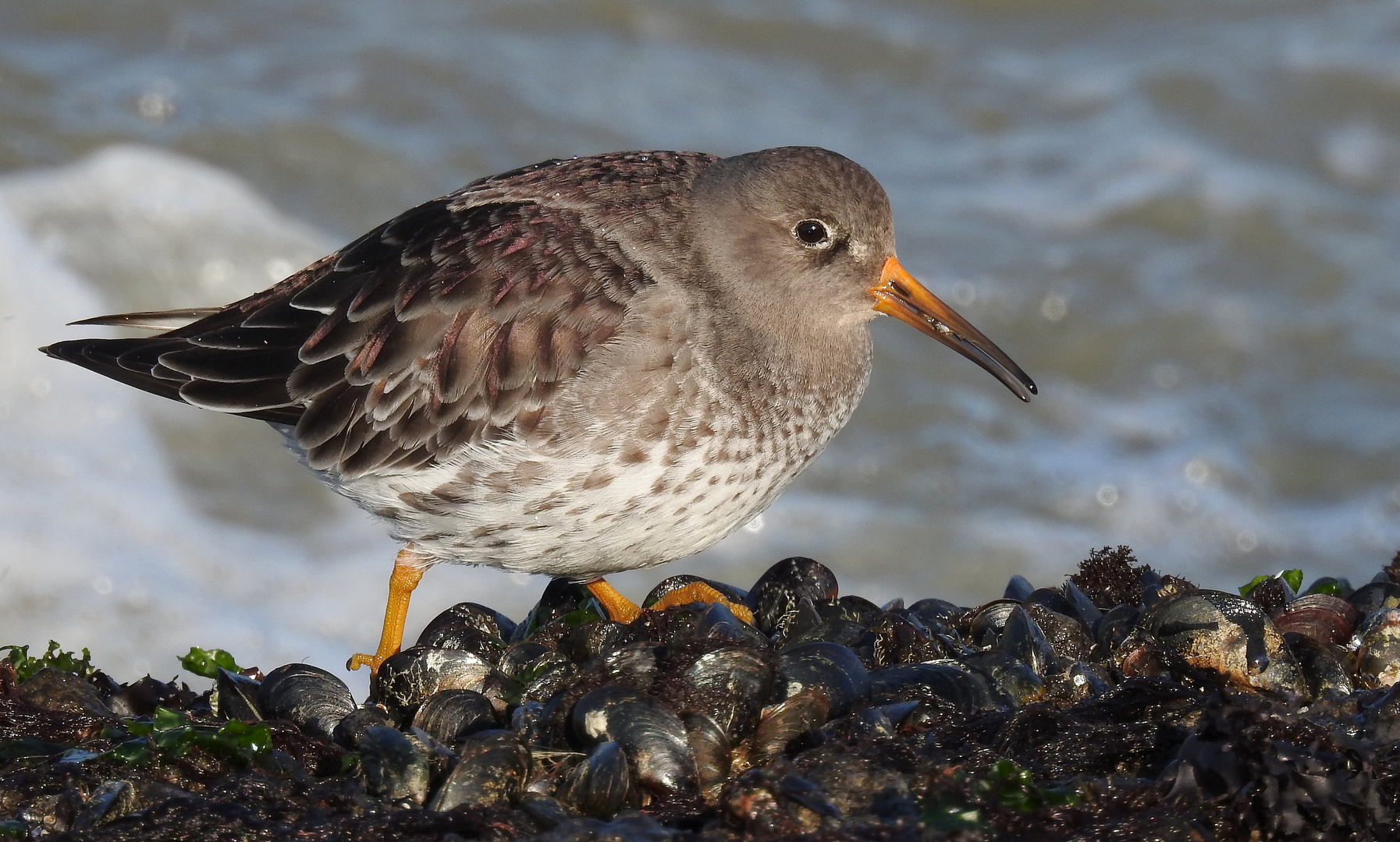 Meerstrandläufer (Calidris maritima)