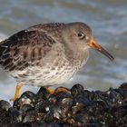 Meerstrandläufer (Calidris maritima)