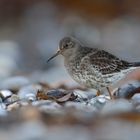 Meerstrandläufer (Calidris maritima)