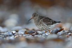 Meerstrandläufer (Calidris maritima)