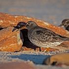 Meerstrandläufer  -  Calidris maritima