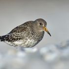 Meerstrandläufer (Calidris maritima) II