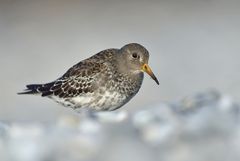 Meerstrandläufer (Calidris maritima) II