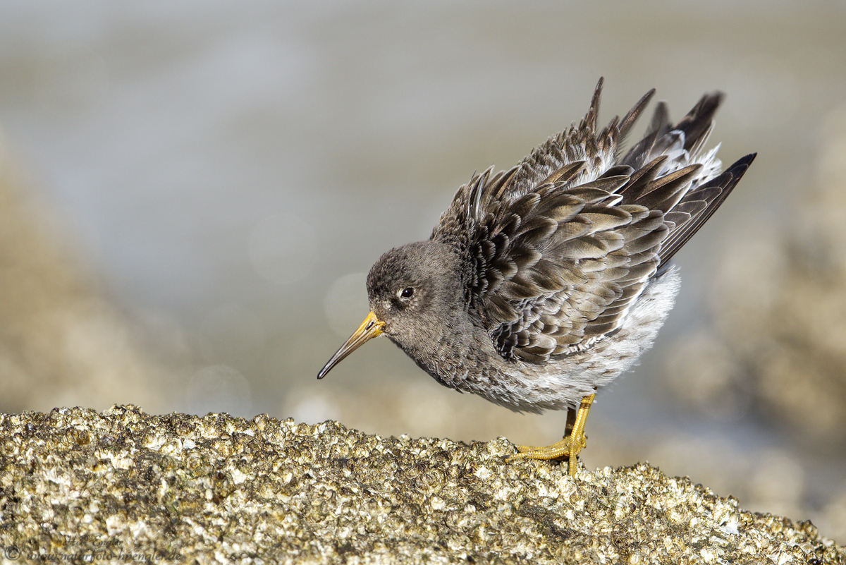 Meerstrandläufer