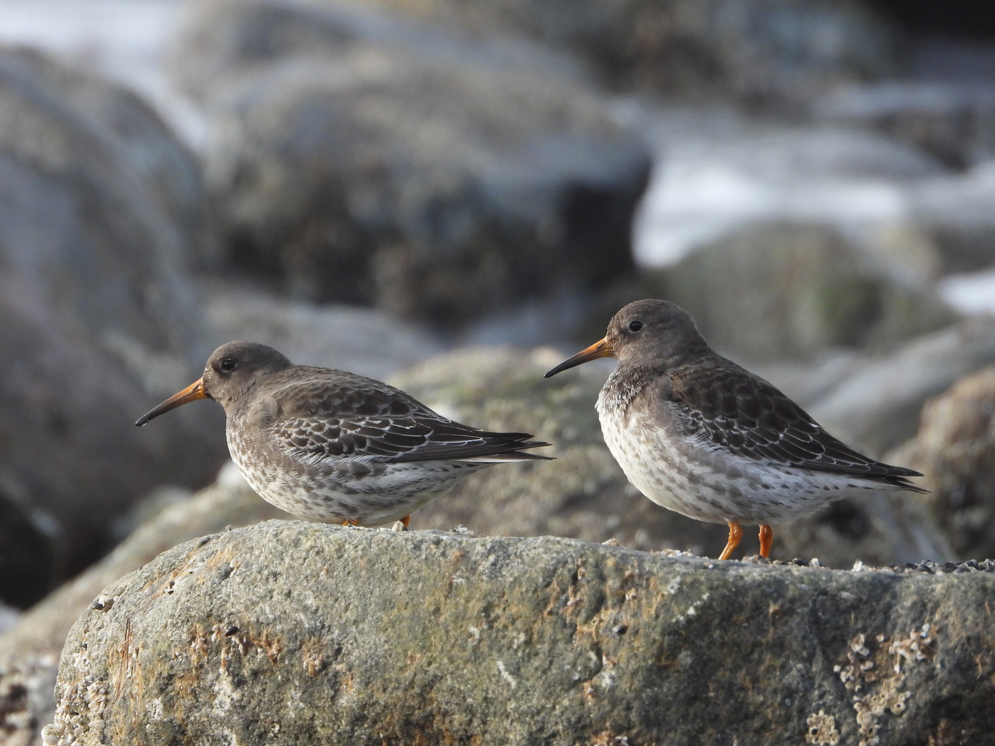 Meerstrandläufer