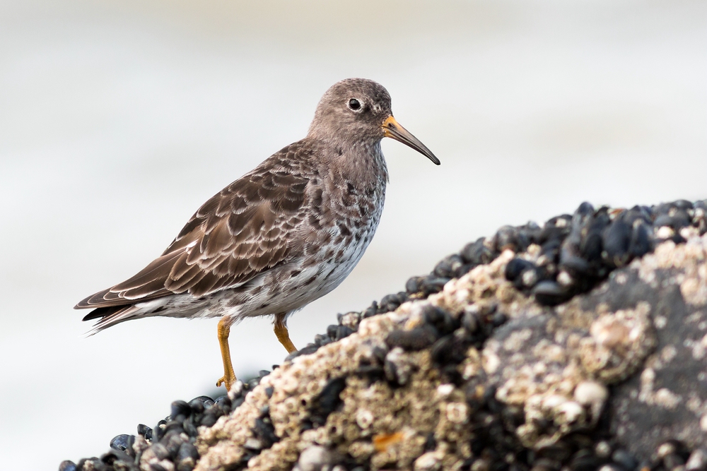 Meerstrandläufer