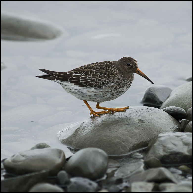 Meerstrandläufer