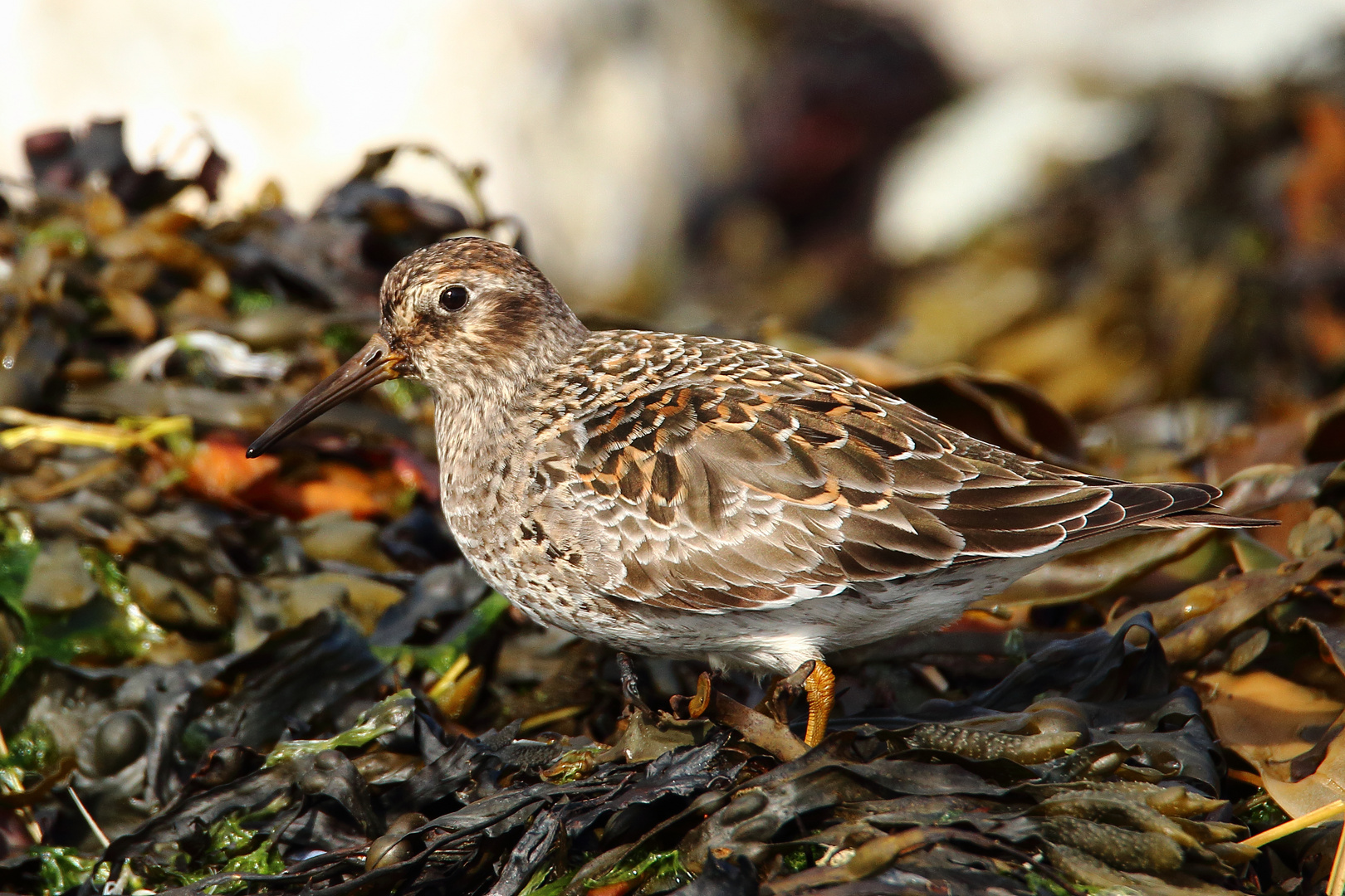 Meerstrandläufer