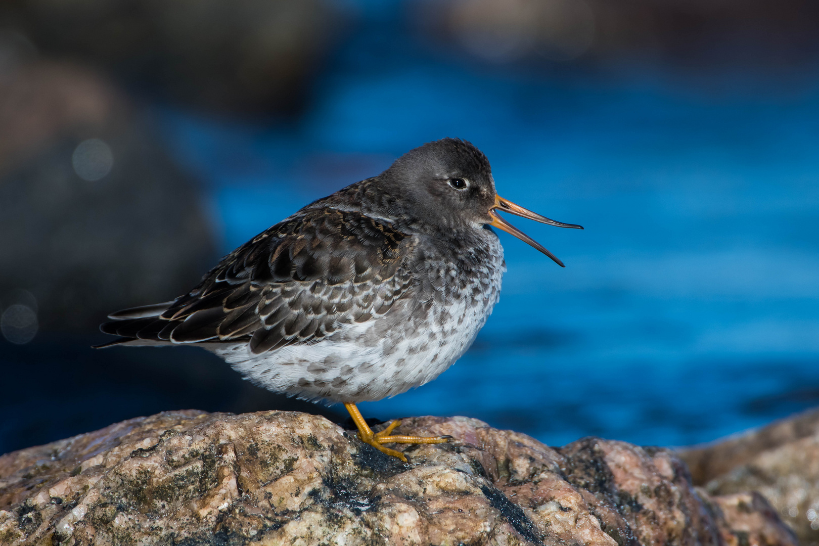 Meerstrandläufer entspannt