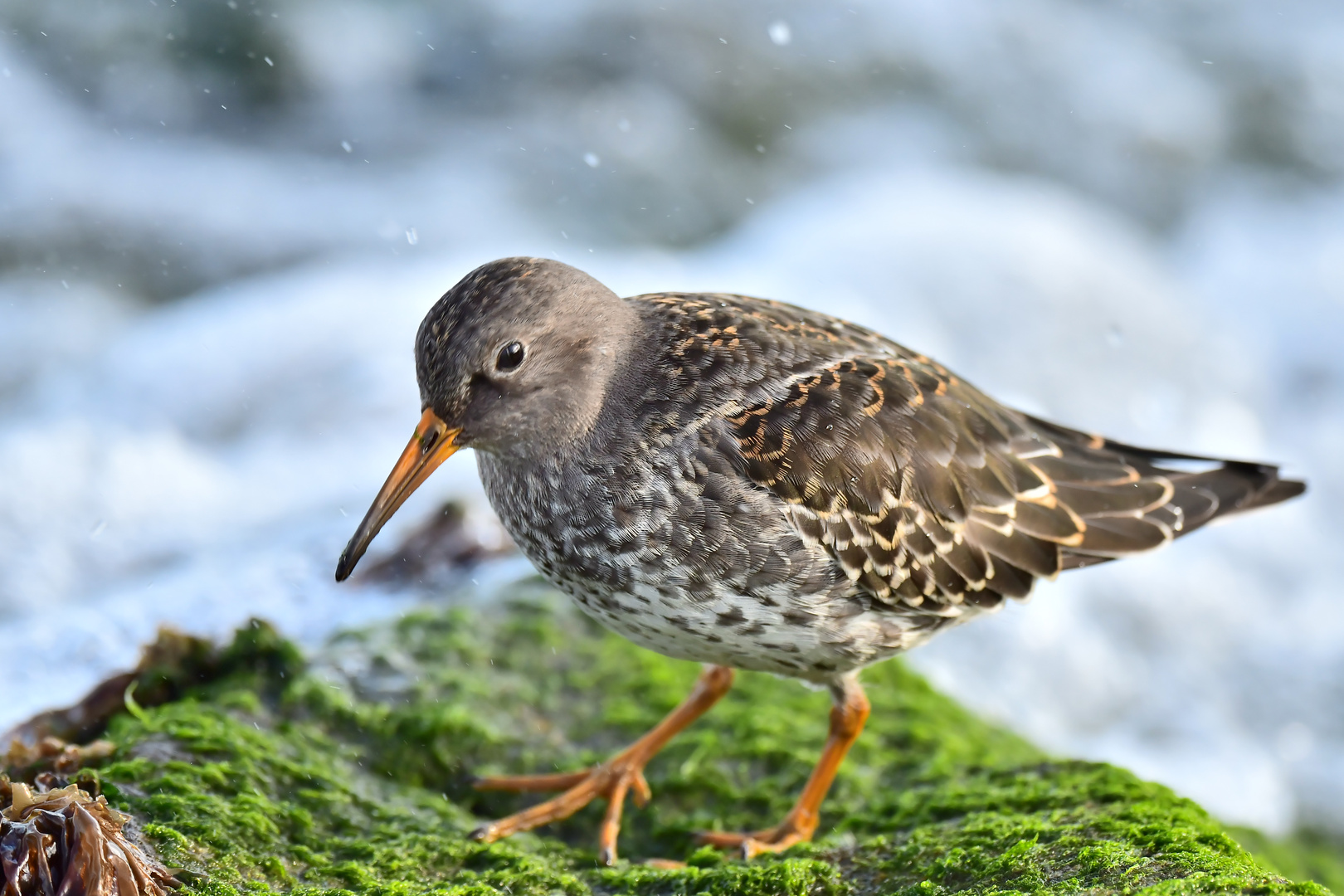 Meerstrandläufer 