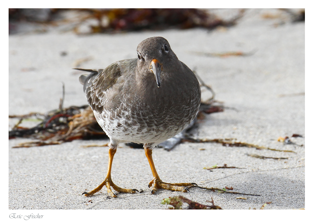 Meerstrandläufer fängt Tangfliegen