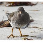 Meerstrandläufer fängt Tangfliegen