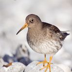 Meerstrandläufer ganz nah