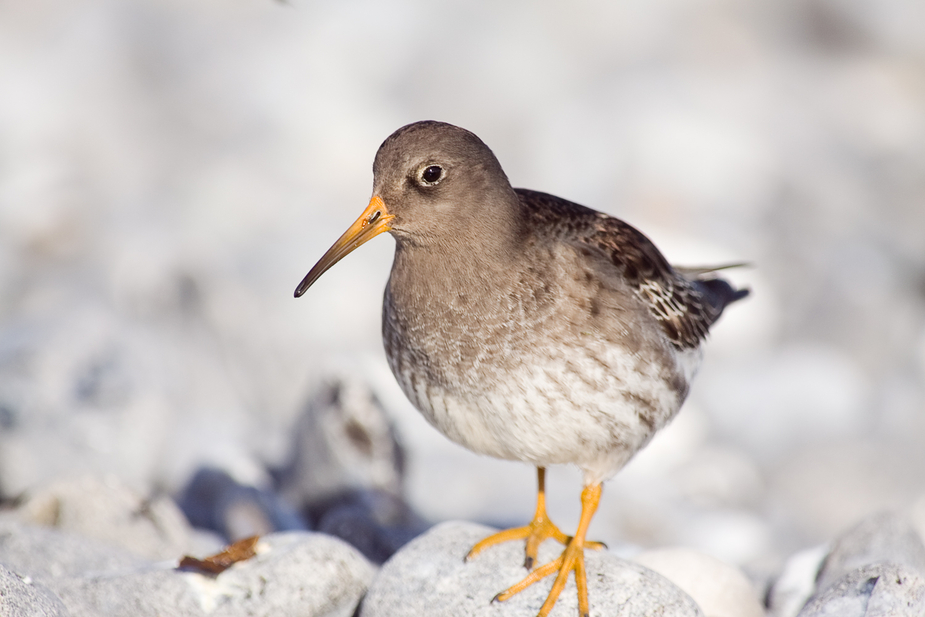 Meerstrandläufer ganz nah