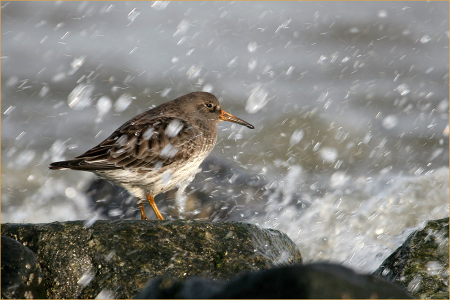 Meerstrandläufer I