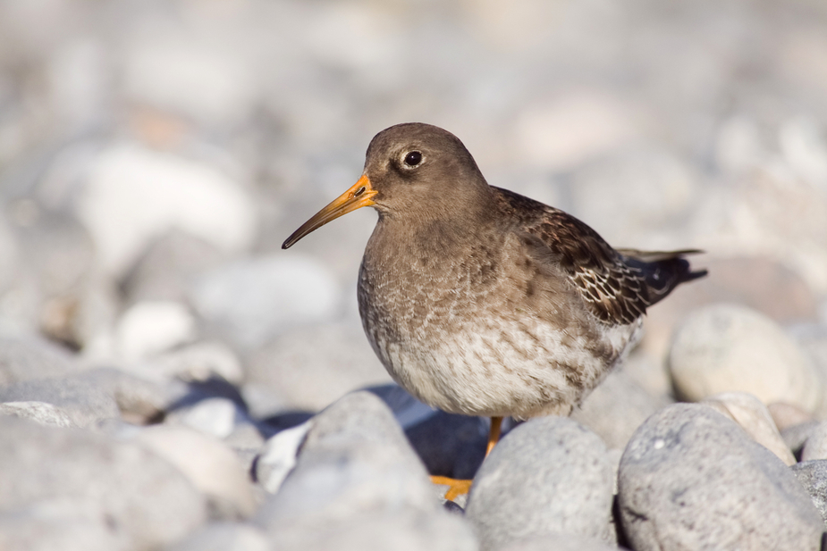 Meerstrandläufer II