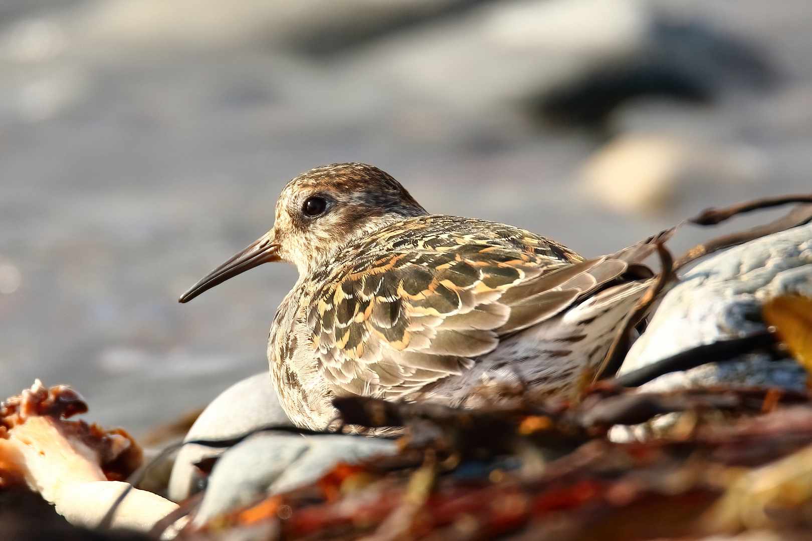 Meerstrandläufer ruhend