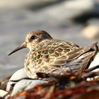 Meerstrandläufer ruhend