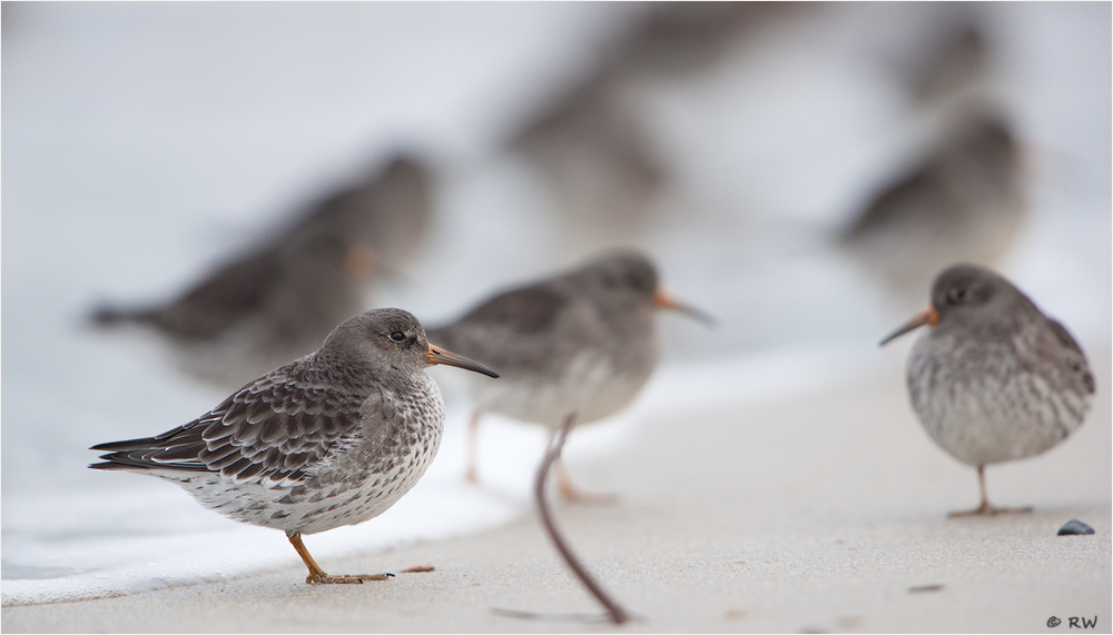 ~ Meerstrandläufer unter sich ~