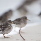 ~ Meerstrandläufer unter sich ~