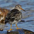 Meerstrandläufer(Calidris maritima) Schulterblick