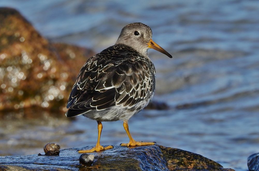 Meerstrandläufer(Calidris maritima) Schulterblick