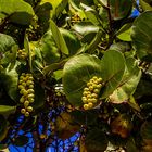 Meertraubenbaum - Blatt und Frucht