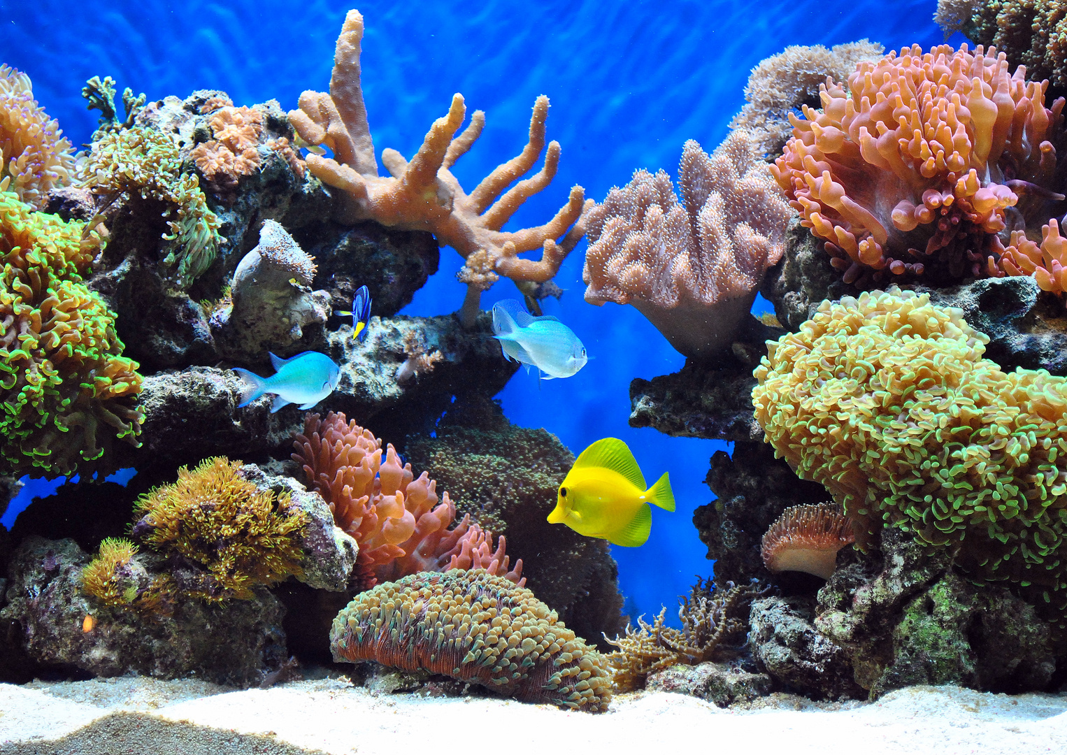 Meerwasser Aquarium Foto & Bild | tiere, haustiere, aquaristik Bilder