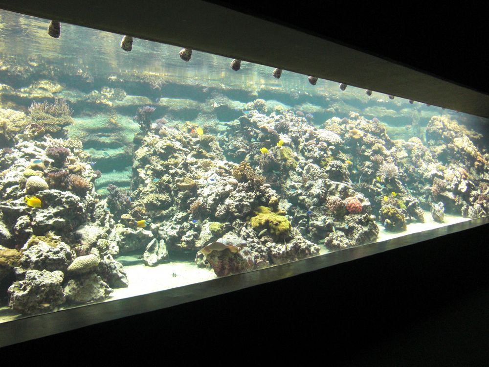 Meerwasseraquarium in Hamburg Foto & Bild tiere, zoo, wildpark