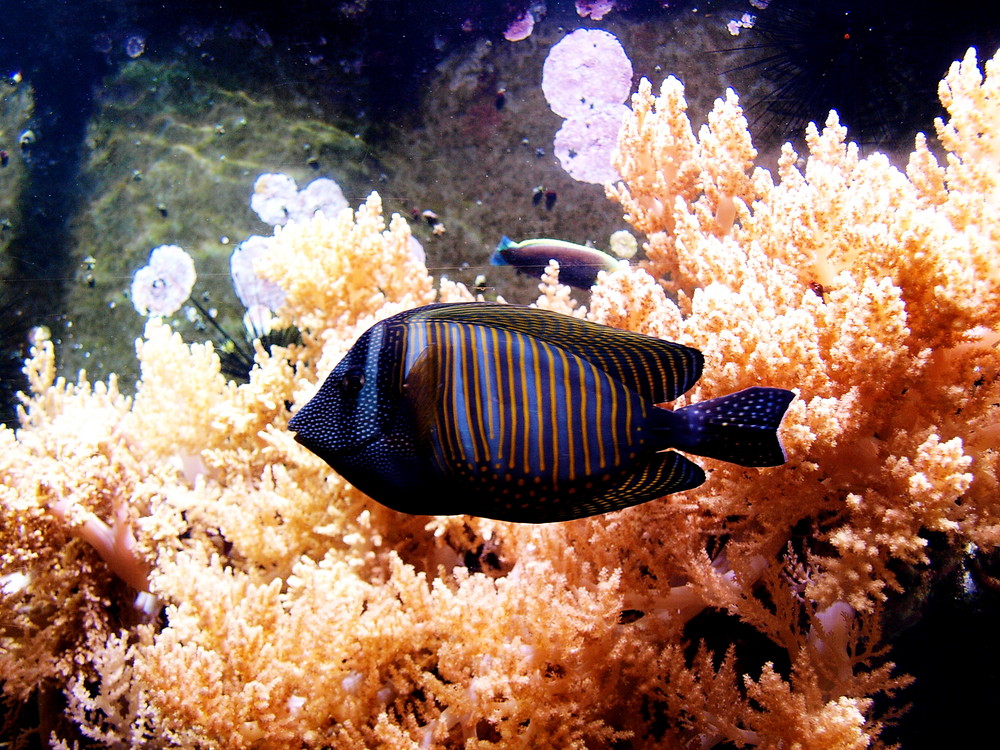 Meerwasserbewohner, Korallenfisch