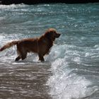 Meerwasserverrückter Hund :-)