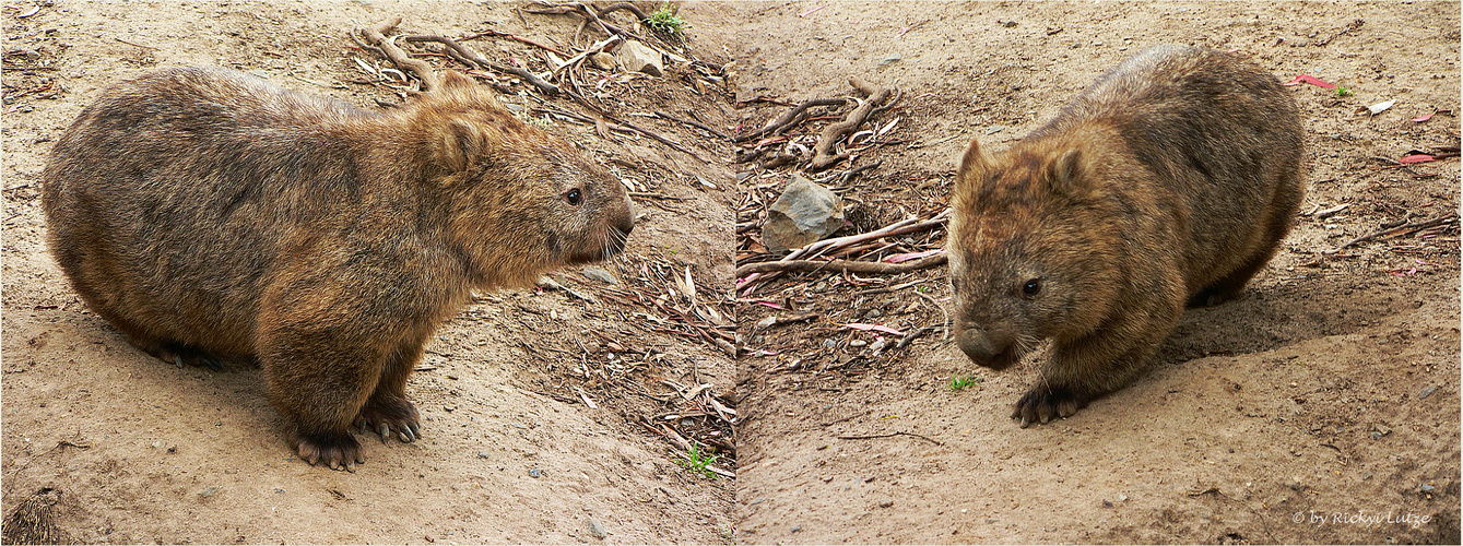 *** Meet a Wombat ***