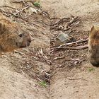 *** Meet a Wombat ***