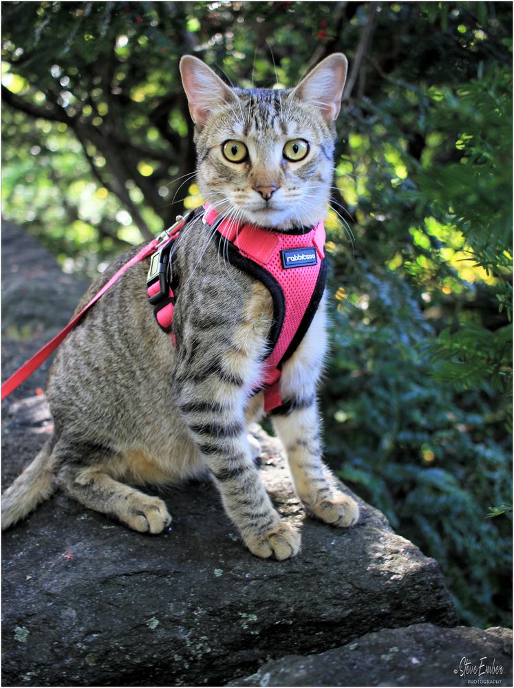 Meet Mugi - A Fort Tryon Park Moment