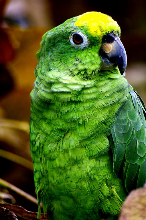 Meet Roberto the colombian parrot