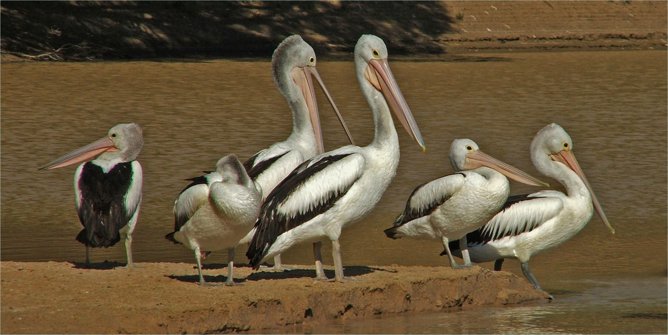 * Meet the Family  from Cooper Creek *