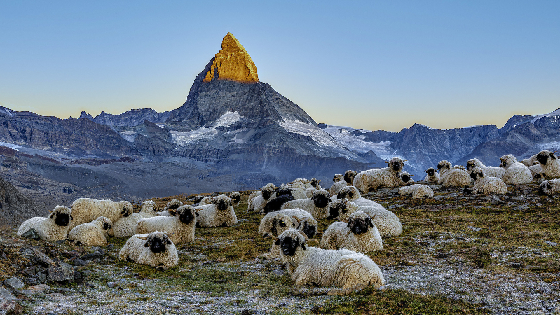 Meet the Sheep - Matterhorn