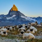 Meet the Sheep - Matterhorn