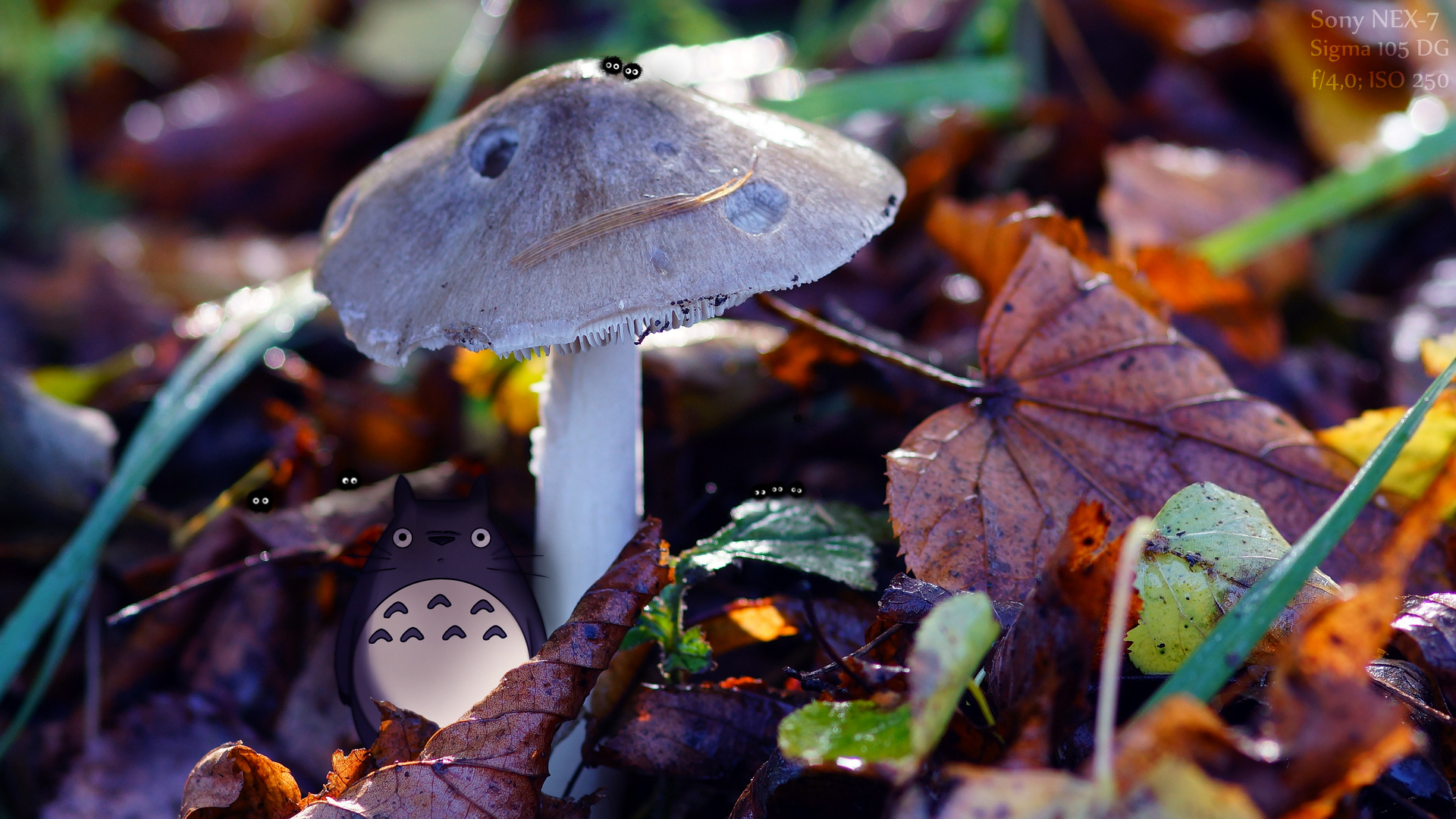 meet totoro Foto & Bild pflanzen, pilze & flechten, pilze & flechten