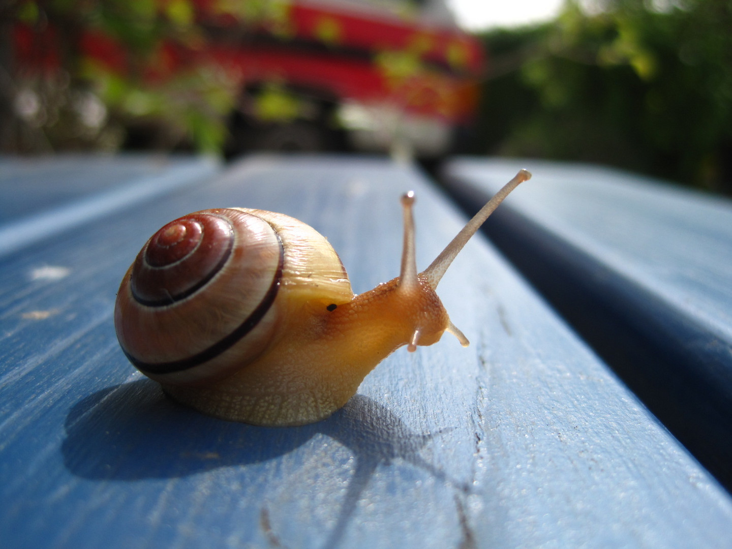 Meet with a snail