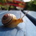 Meet with a snail