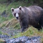 Meeting a Grizzly