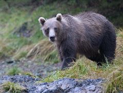 Meeting a Grizzly